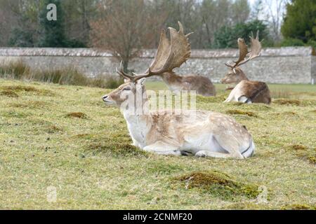 Kleine Herde von männlichen Brachhirsch auf dem Gras liegend. Stockfoto