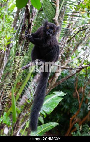 Ein schwarzer Lemur auf einem Baum wartet auf eine Banane Stockfoto