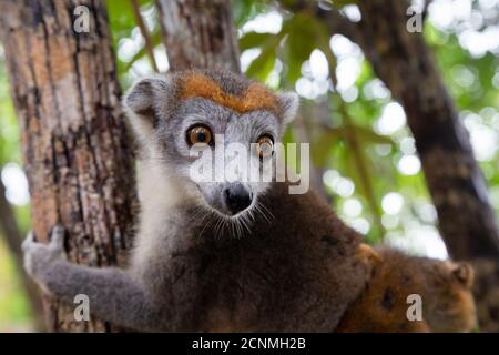 Ein Kronenlemur auf einem Baum im Regenwald von Madagaskar Stockfoto