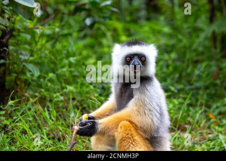 Ein diademed sifaka in seiner natürlichen Umgebung im Regenwald Auf der Insel Madagaskar Stockfoto