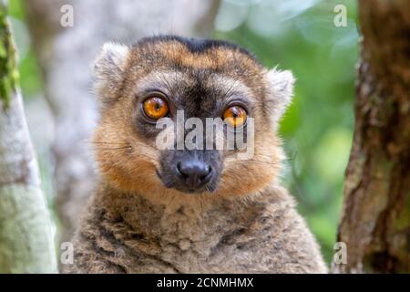 Ein Porträt eines roten Lemurs in seiner natürlichen Umgebung Stockfoto