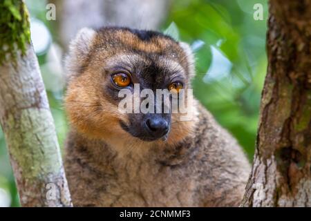 Ein Porträt eines roten Lemurs in seiner natürlichen Umgebung Stockfoto
