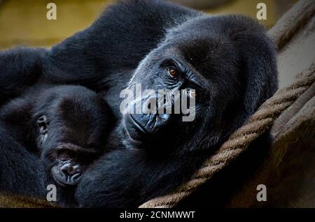 gorilla Mama mit ihrem Baby schlafen auf ihrem Bauch in Gefangenschaft Stockfoto