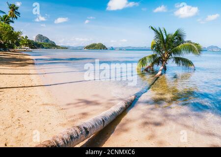 Umgestürzte Palme am Sandstrand von Corong, El Nido, Palawan, Philippinen. Stockfoto