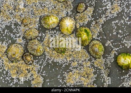 Limpets am Whiterock Beach, Irland Stockfoto