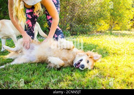 Frau spielt mit einem goldenen Retriever in einem Hundepark, Florida, USA Stockfoto