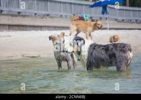 Zwei Hunde stehen im Ozean berühren Nasen mit zwei Hunden im Hintergrund, Florida, USA Stockfoto