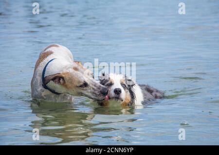 Hund leckt einen australischen Schäferhund im Ozean, Florida, USA Stockfoto