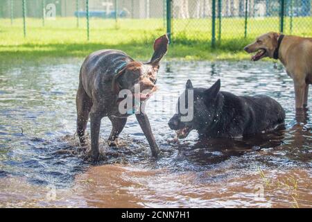 Drei Hunde spielen in einem überfluteten Park, Florida, USA Stockfoto