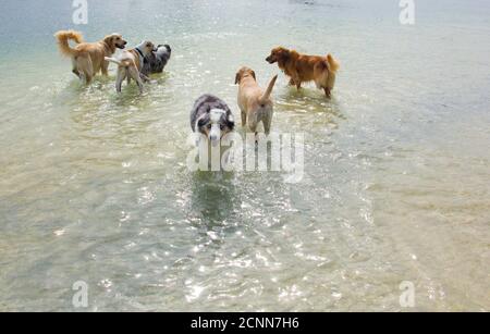 Gruppe von Hunden, die auf einer Sandbank im Ozean, Florida, USA, stehen Stockfoto