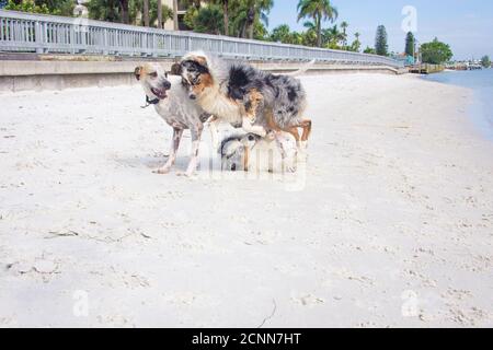 Drei Hunde spielen an einem Strand, Florida, USA Stockfoto