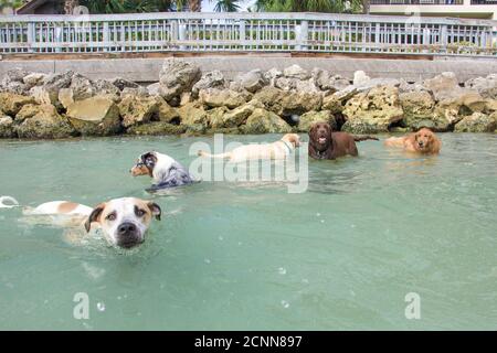 Gruppe von Hunden schwimmen im Ozean, Florida, USA Stockfoto