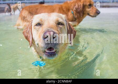 Portrait eines labradors im Ozean mit anderen Hunden, Florida, USA Stockfoto