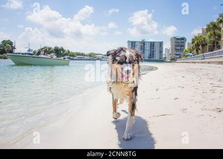 Blue Merle Australian Shepherd Spaziergang am Strand, Florida, USA Stockfoto