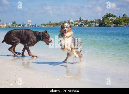 Aussies sind schneller als Doberman Hunde Stockfoto