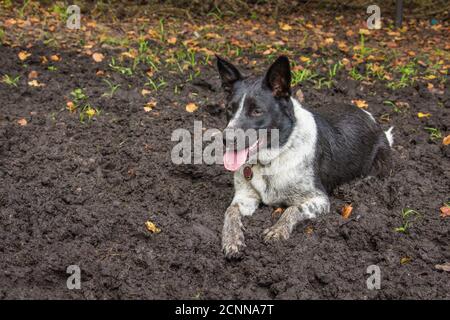 Australischer Rinderhund liegt im Schlamm, Florida, USA Stockfoto