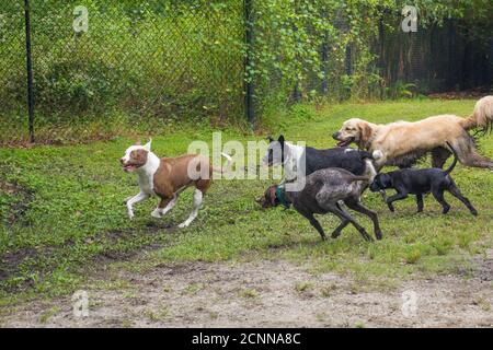 Gruppe von Hunden, die in einem Hundepark spielen, Florida, USA Stockfoto