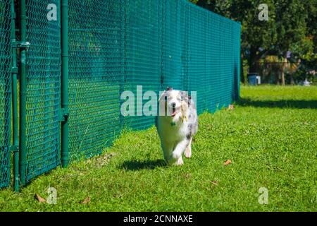 Blue Merle Australischer Schäferhund läuft in einem Hundepark, Florida, USA Stockfoto