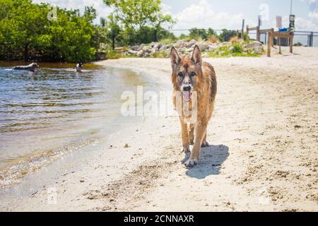 Deutscher Schäferhund, der am Strand entlang geht, Florida, UA Stockfoto