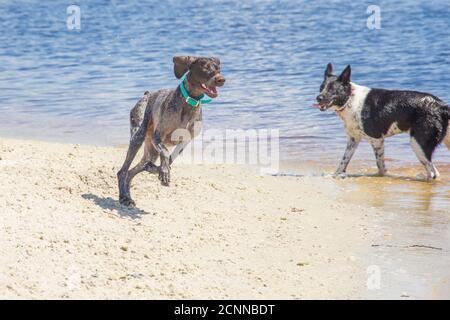 Australischer Rinderhund und deutscher Kurzhaarzeiger am Strand, Florida, USA Stockfoto