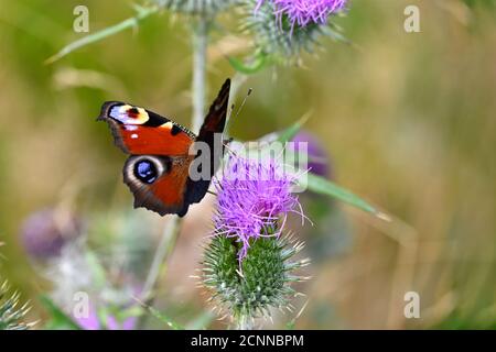 Schöner roter Schmetterling auf einer rosa blühenden Distel. Aglais io, Pfauenschmetterling in Makro-Nahaufnahme. Stockfoto