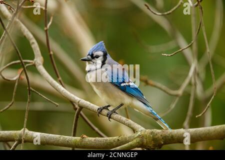 Blauhäher (Cyanocitta Cristata), Greater Sudbury, Ontario, Kanada Stockfoto