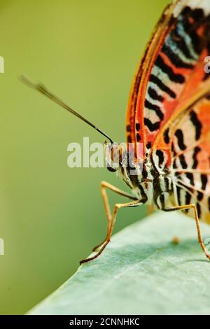 Zopf-Schmetterling (Cethosia biblis), seitlich, sitzend, Flügelunterseite Stockfoto