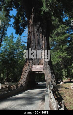 Chandelier Tree Drive-Thru Tree Park, Leggett, Kalifornien, USA Stockfoto