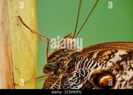 Bananenschmetterling (Caligo eurilochus), seitlich, sitzend, halb Portrait Stockfoto