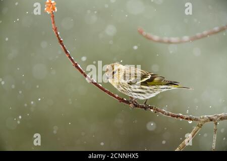 Pine Siskin (Carduelis pinus) in frühen Frühjahr Schneesturm, Greater Sudbury, Ontario, Kanada thront Stockfoto