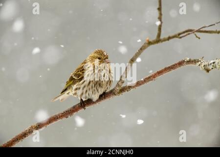 Pine Siskin (Carduelis pinus) in frühen Frühjahr Schneesturm, Greater Sudbury, Ontario, Kanada thront Stockfoto