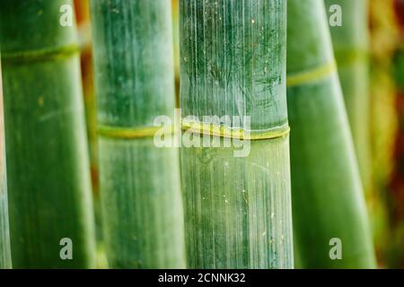 Riesiger Bambus (Dendrocalamus giganteus), Baumstämme, Nahaufnahme Stockfoto