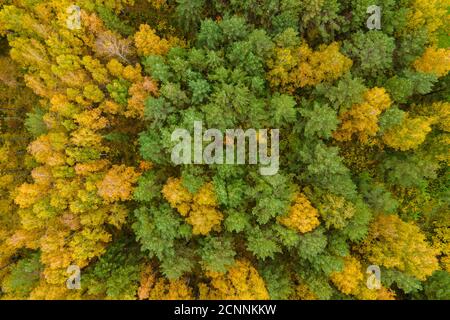 Herbstholz auf den Boden legen. Natur schöner Hintergrund. Luftaufnahme von oben auf den Herbstwald mit bunten Bäumen. Herbst Wald Luftdrohne Draufsicht. Bäume Stockfoto