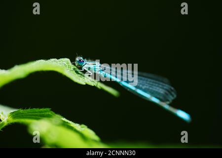 Hufeisendamsel (Coenagrion puella), Brennnessel, seitlich, sitzend Stockfoto