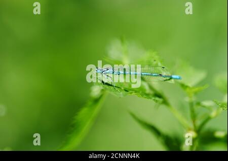 Hufeisendamsel (Coenagrion puella), Brennnessel, seitlich, sitzend Stockfoto