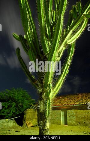 Caatinga Ökosystem, der Mandacaru Kaktus ( Cereus jamacaru ) ist eine Pflanzenfamilie von Cactaceae, häufig im Nordosten Brasiliens, nicht selten erreicht mehr als 5 Meter hoch und ist sehr resistent gegen Trockenheit. Stockfoto