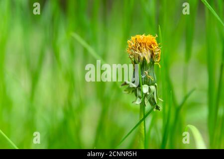 Verblasste Blume eines Löwenzahn vor einem Hintergrund von Grün Gras Stockfoto