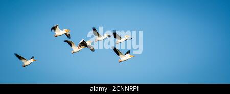 Ein Schwarm Pelikan flog über einen blauen Himmel. Kein Vogel bleibt zurück. Stockfoto