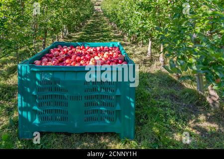 Große Kisten werden während der Ernte mit den köstlichen roten Äpfeln aus Vinschgau, Lasa, Südtirol, Italien gefüllt Stockfoto