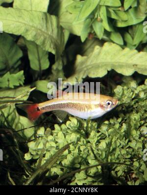 Weiße Wolke Bergminnow, Tanichthys albonubes Stockfoto