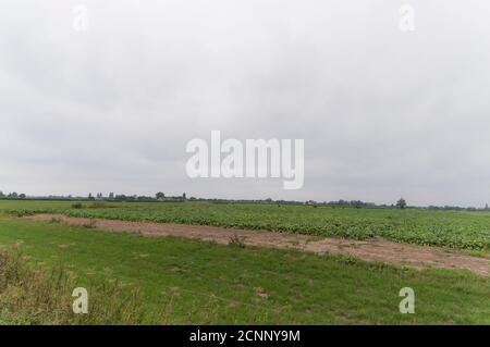 Landwirtschaftliches Feld in der Nähe von Millingen aan de Rijn, Niederlande Stockfoto