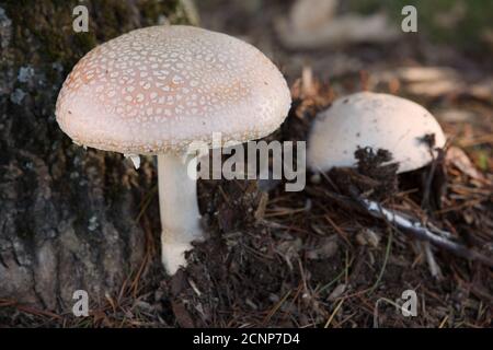 Wilde Amanita Pantherinoides Pilz. Ein blasser Amanita Pantherinoides Pilz, der in freier Wildbahn wächst. Stockfoto