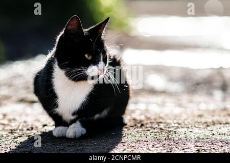 Eine schwarze Katze mit einem weißen Fleck auf der Brust liegt auf dem Boden und sonnt sich in der Sonne Stockfoto