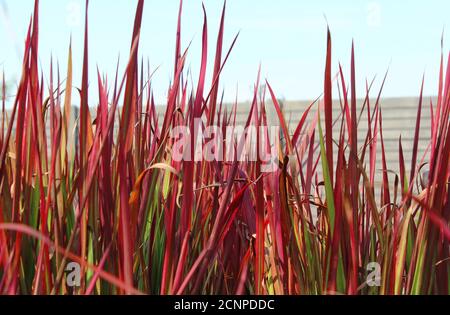 Das leuchtend rote Ziergras Imperata cylindrica 'Red Baron', auch bekannt als japanisches Blutgras, wächst in einer natürlichen Umgebung im Freien. Selektiv f Stockfoto