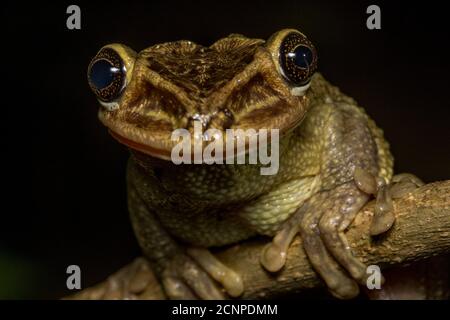 Jordaniens kastanienköpfiger Baumfrosch (Trachycephalus jordani) aus den trockenen Wäldern Westecuadors ist einer der ungewöhnlichsten Frösche des Landes. Stockfoto