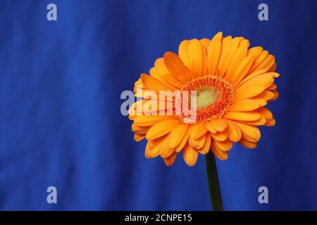 Einzelne leuchtend orange Gerbera Blume vor einem tiefblauen Hintergrund, mit Kopierraum nach links. Stockfoto