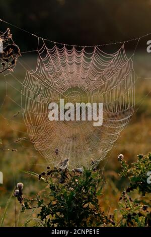 Tau bedeckt hinterleuchtete Spinnweben an einem Herbstmorgen, Muster in der Natur. Stockfoto