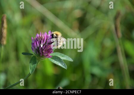 Die Biene saugt Nektar aus einer roten Kleeblüte Stockfoto