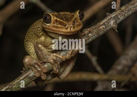 Jordaniens kastanienköpfiger Baumfrosch (Trachycephalus jordani) aus den trockenen Wäldern Westecuadors ist einer der ungewöhnlichsten Frösche des Landes. Stockfoto