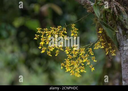 goldene Dusche Orchidee oder tanzende Dame Orchidee (Oncidium sp) aus dem Anden Wolke Wald von Ecuador. Stockfoto